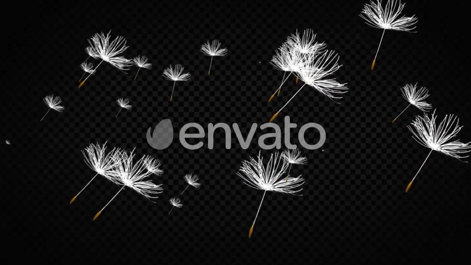 Dandelion Seeds Videohive 22738470 Motion Graphics Image 6