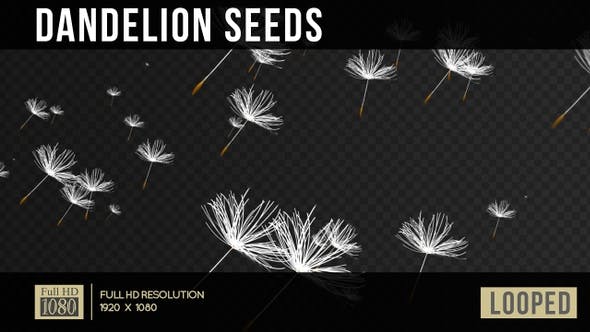 Dandelion Seeds - Videohive Download 22738470