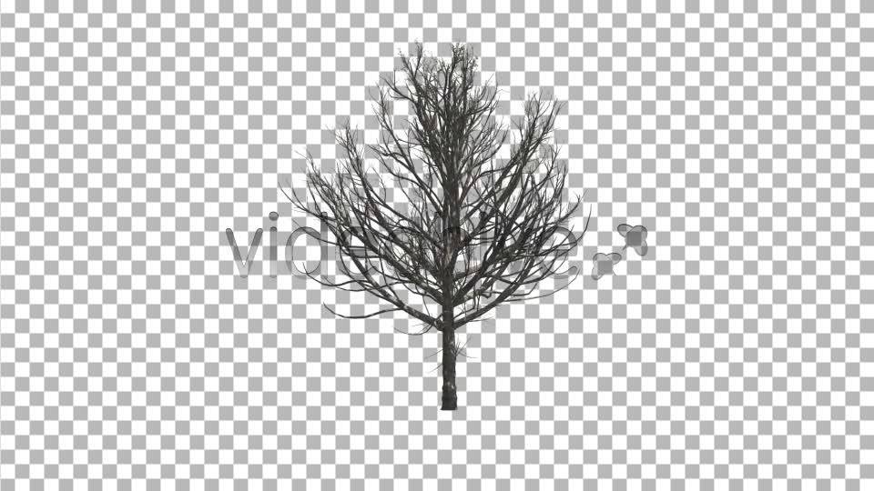 Deciduous Tree V2 Videohive 8435954 Motion Graphics Image 1