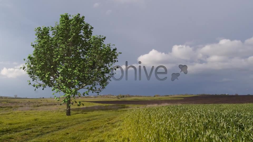 Deciduous Tree V2 Videohive 8435954 Motion Graphics Image 10