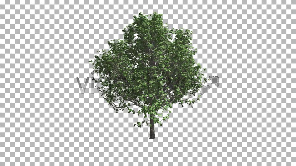Deciduous Tree V2 Videohive 8435954 Motion Graphics Image 2