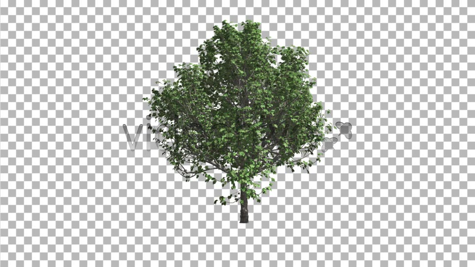 Deciduous Tree V2 Videohive 8435954 Motion Graphics Image 3