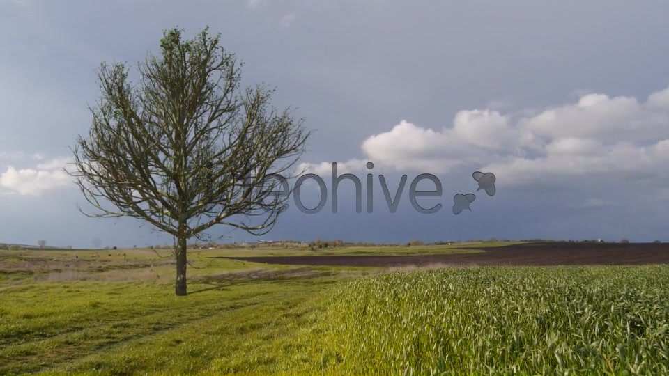 Deciduous Tree V2 Videohive 8435954 Motion Graphics Image 7