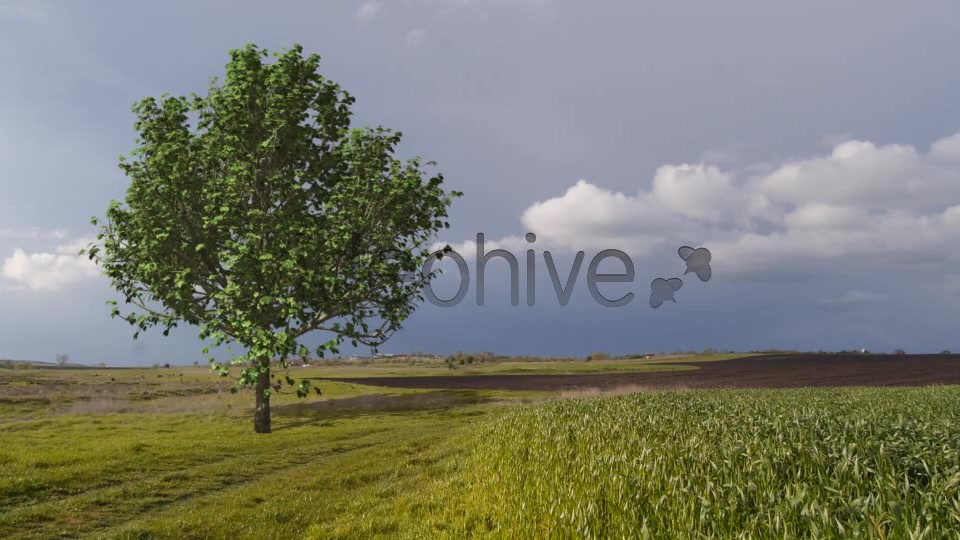 Deciduous Tree V2 Videohive 8435954 Motion Graphics Image 8