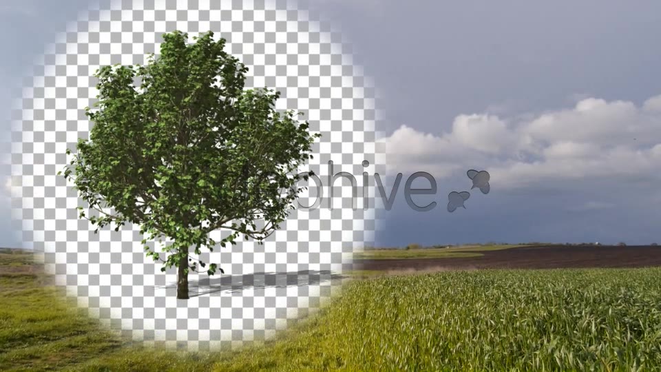 Deciduous Tree V2 Videohive 8435954 Motion Graphics Image 9