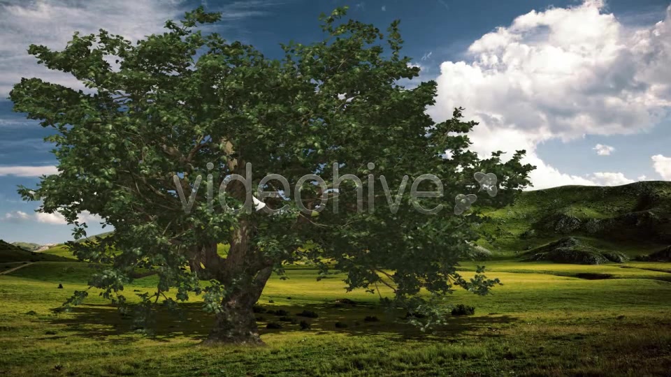 Deciduous V 4 Videohive 8539608 Motion Graphics Image 6