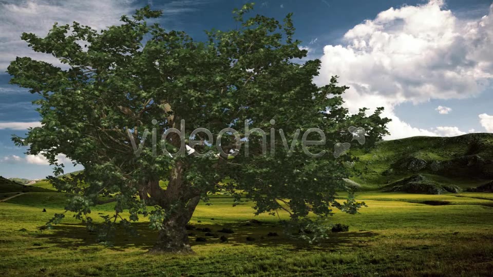 Deciduous V 4 Videohive 8539608 Motion Graphics Image 7