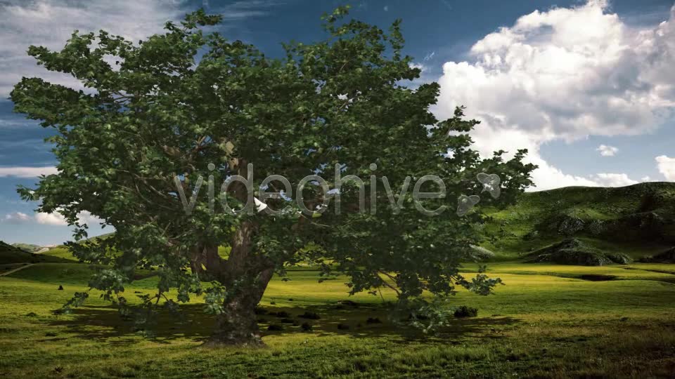 Deciduous V 4 Videohive 8539608 Motion Graphics Image 8