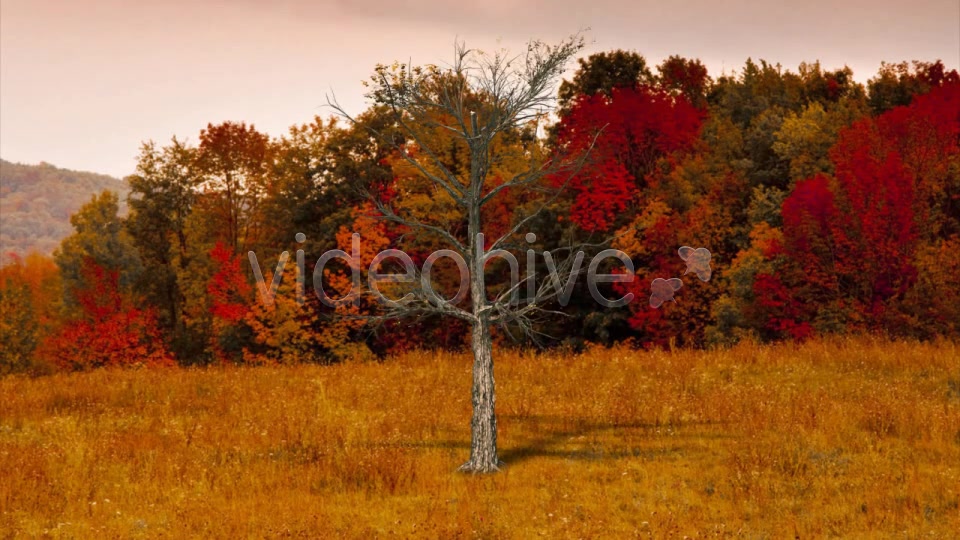 Deciduous V3 Videohive 8524412 Motion Graphics Image 10