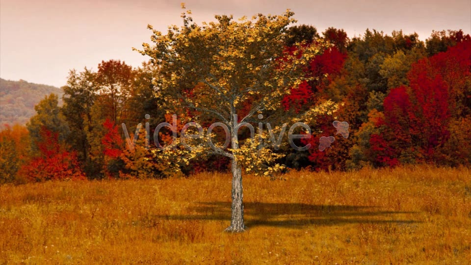 Deciduous V3 Videohive 8524412 Motion Graphics Image 11