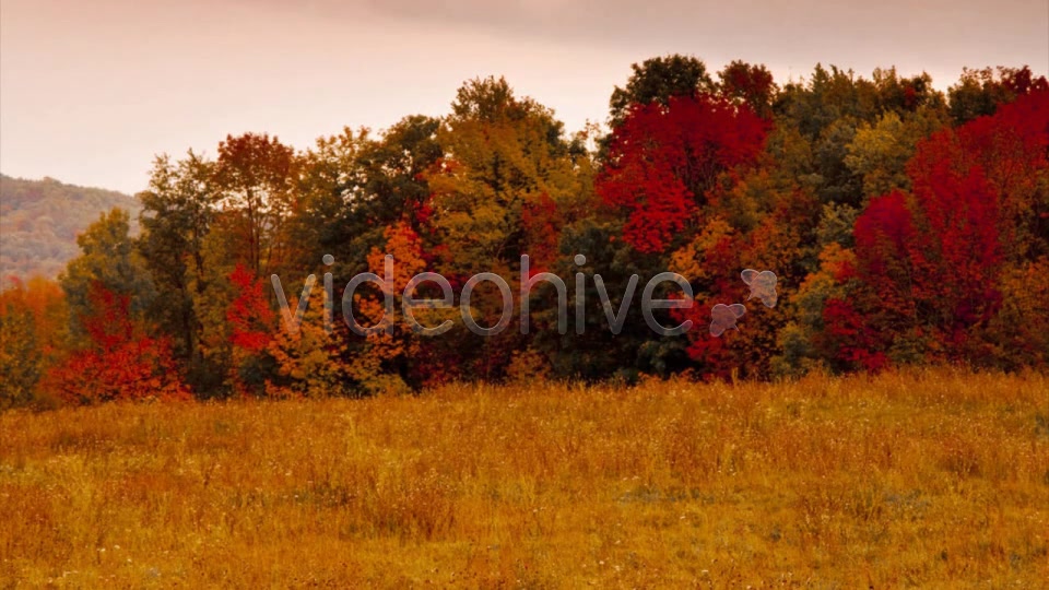 Deciduous V3 Videohive 8524412 Motion Graphics Image 7