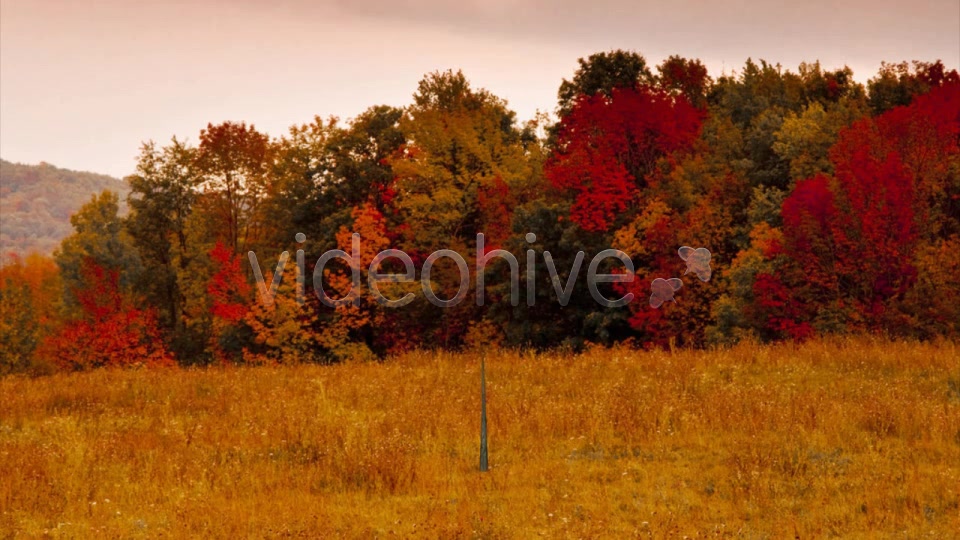 Deciduous V3 Videohive 8524412 Motion Graphics Image 8