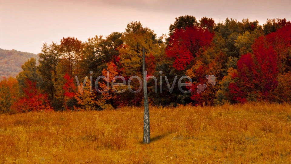 Deciduous V3 Videohive 8524412 Motion Graphics Image 9