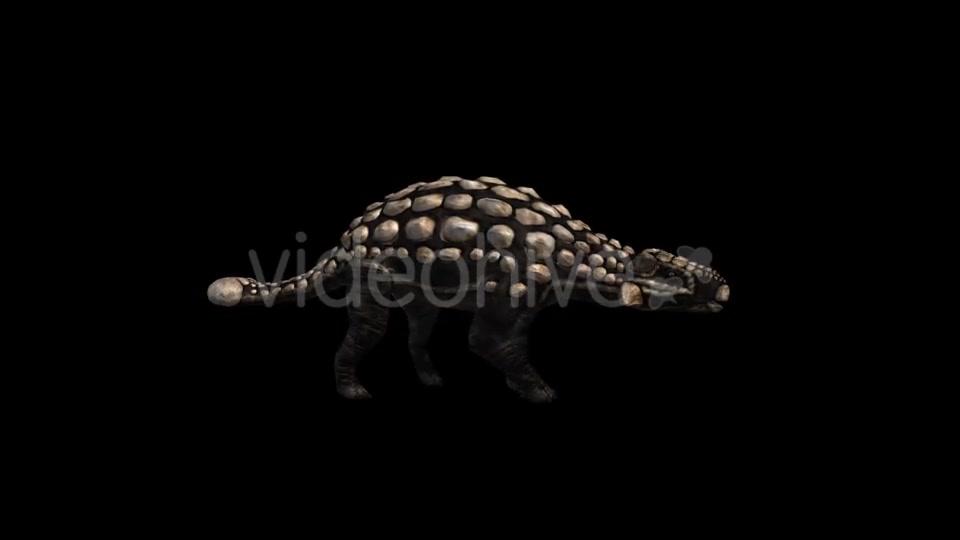 Dinosaur Ankylosaurus Run and Walk Videohive 20039682 Motion Graphics Image 3