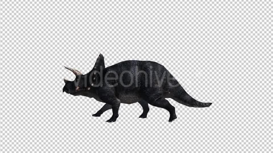 Dinosaur Triceratops Walk and Run Videohive 20039709 Motion Graphics Image 9