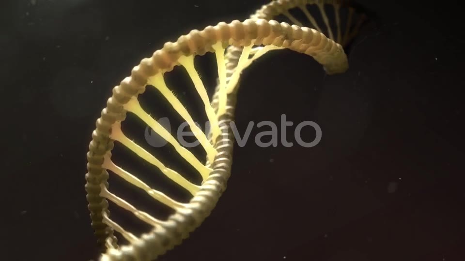 DNA Strand Breaking Apart Videohive 21760173 Motion Graphics Image 2