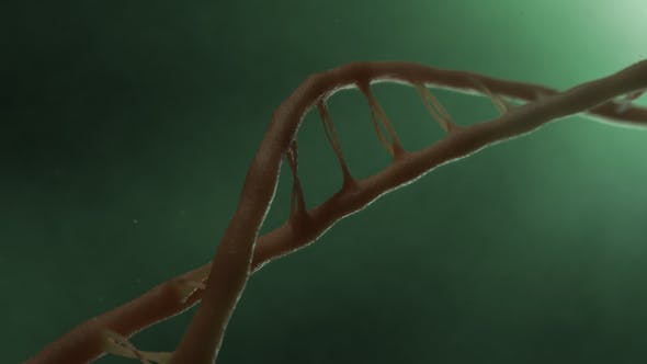 DNA v2 - Download 19756215 Videohive