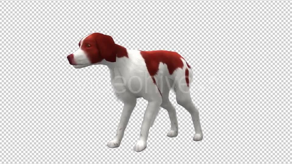 Dog Looped 2 Videohive 20702289 Motion Graphics Image 1