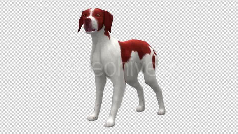 Dog Looped 2 Videohive 20702289 Motion Graphics Image 10