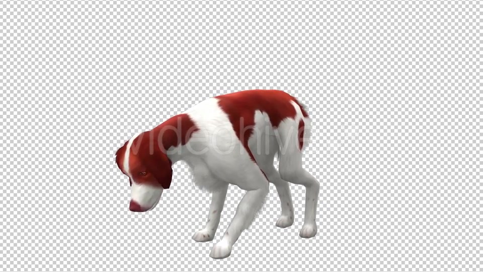 Dog Looped 2 Videohive 20702289 Motion Graphics Image 4
