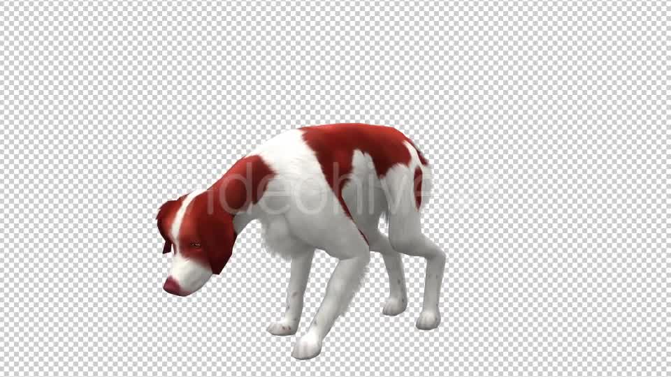 Dog Looped 2 Videohive 20702289 Motion Graphics Image 7