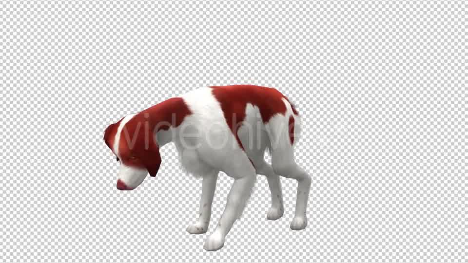 Dog Looped 2 Videohive 20702289 Motion Graphics Image 8