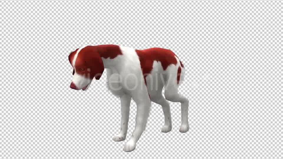 Dog Looped 2 Videohive 20702289 Motion Graphics Image 9