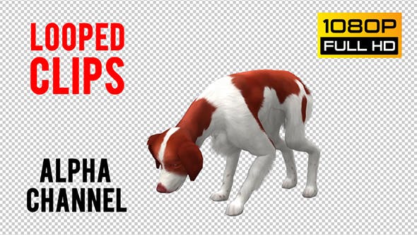 Dog Looped 2 - 20702289 Videohive Download
