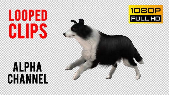 Dog Looped 3 - Download Videohive 20704604