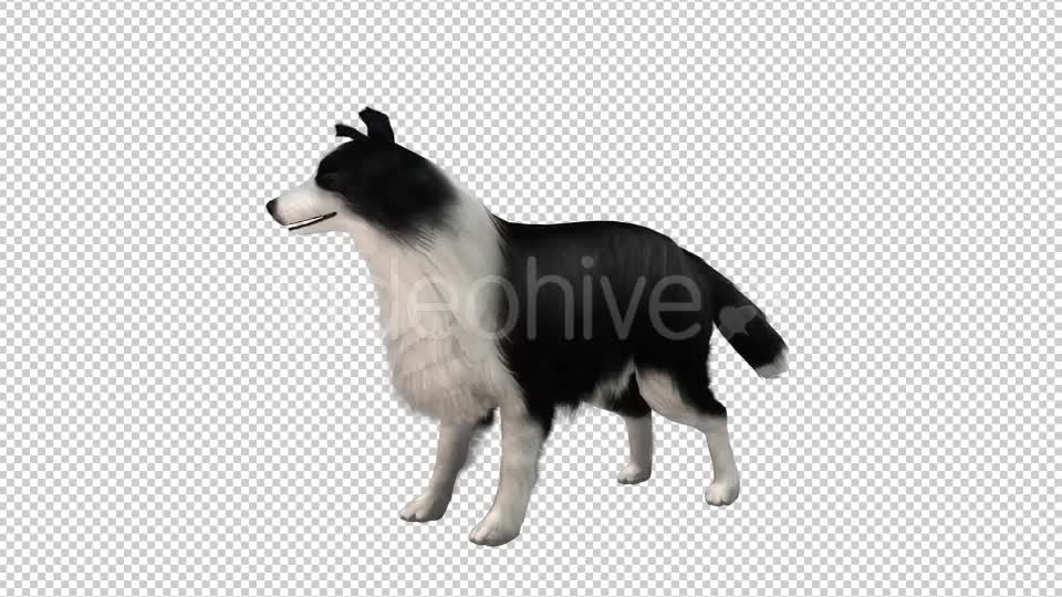 Dog Looped Videohive 20704584 Motion Graphics Image 1