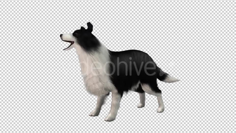 Dog Looped Videohive 20704584 Motion Graphics Image 2