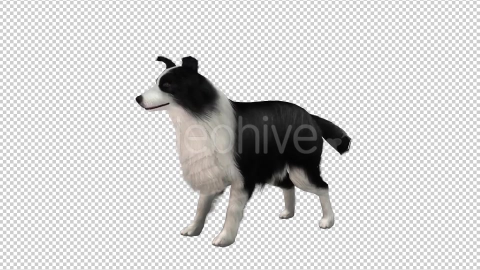 Dog Looped Videohive 20704584 Motion Graphics Image 3