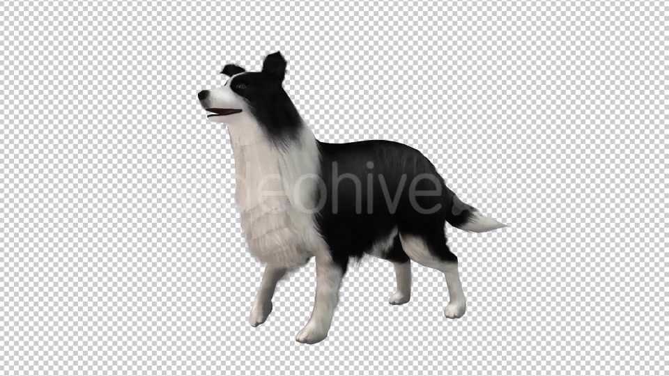Dog Looped Videohive 20704584 Motion Graphics Image 4