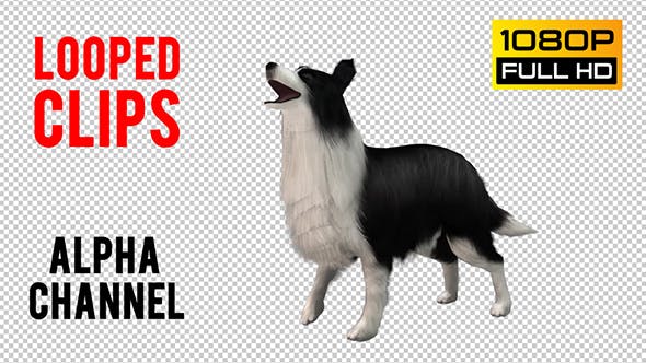 Dog Looped - Videohive 20704584 Download