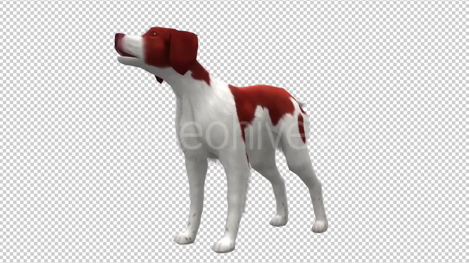 Dog Looped Videohive 20702232 Motion Graphics Image 2