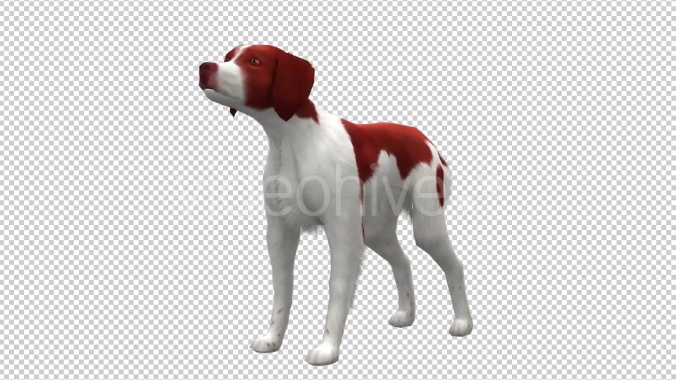 Dog Looped Videohive 20702232 Motion Graphics Image 3