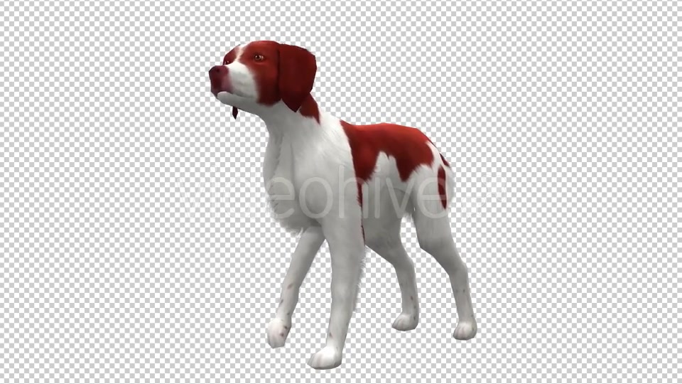 Dog Looped Videohive 20702232 Motion Graphics Image 4