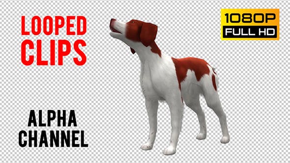 Dog Looped - Videohive Download 20702232