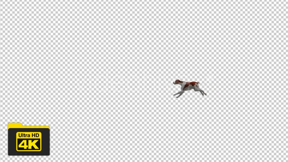 Dog Running Videohive 19744016 Motion Graphics Image 3