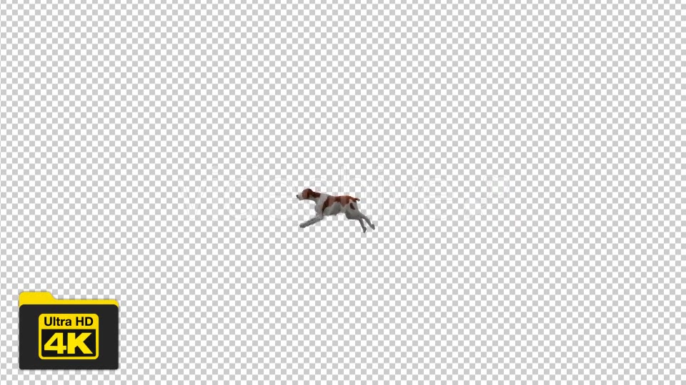 Dog Running Videohive 19744016 Motion Graphics Image 4