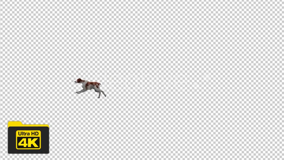 Dog Running Videohive 19744016 Motion Graphics Image 5