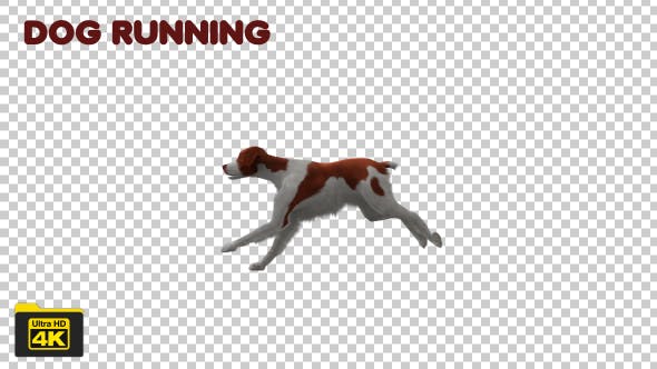Dog Running - Download 19744016 Videohive