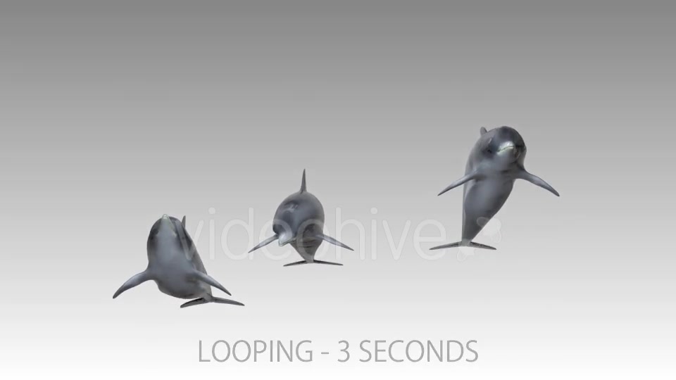 Dolphin Flock Pack Videohive 19885922 Motion Graphics Image 10