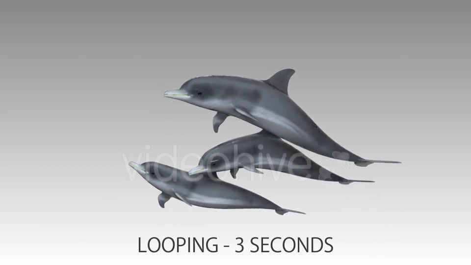 Dolphin Flock Pack Videohive 19885922 Motion Graphics Image 11