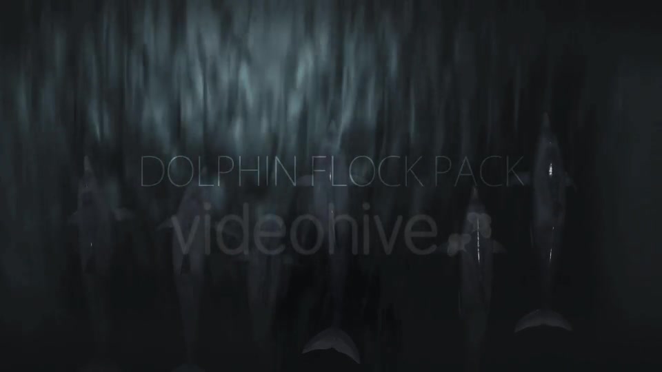 Dolphin Flock Pack Videohive 19885922 Motion Graphics Image 2