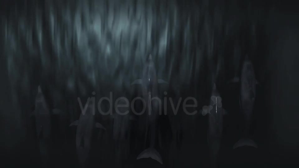 Dolphin Flock Pack Videohive 19885922 Motion Graphics Image 4