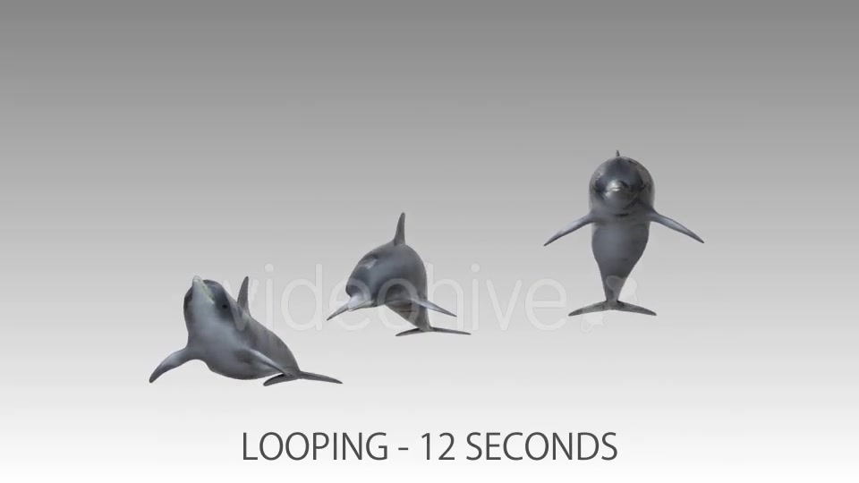 Dolphin Flock Pack Videohive 19885922 Motion Graphics Image 5