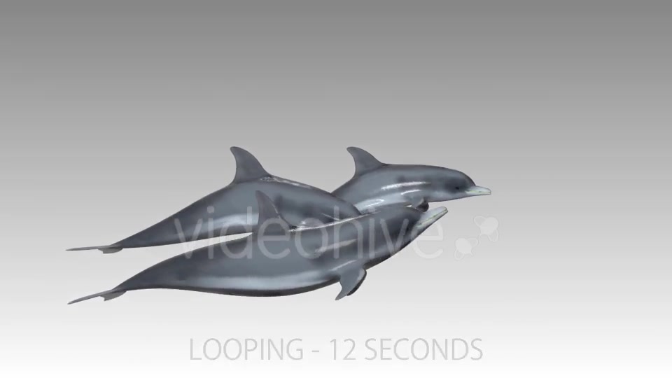 Dolphin Flock Pack Videohive 19885922 Motion Graphics Image 6
