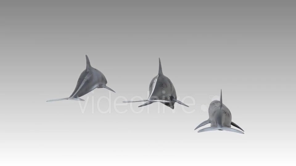 Dolphin Flock Pack Videohive 19885922 Motion Graphics Image 7
