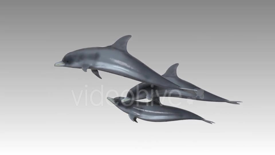 Dolphin Flock Pack Videohive 19885922 Motion Graphics Image 8